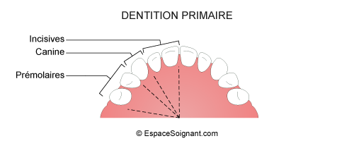 Denture primaire 