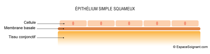 Epithélium simple squameux