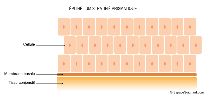 Epithélium stratifié prismatique