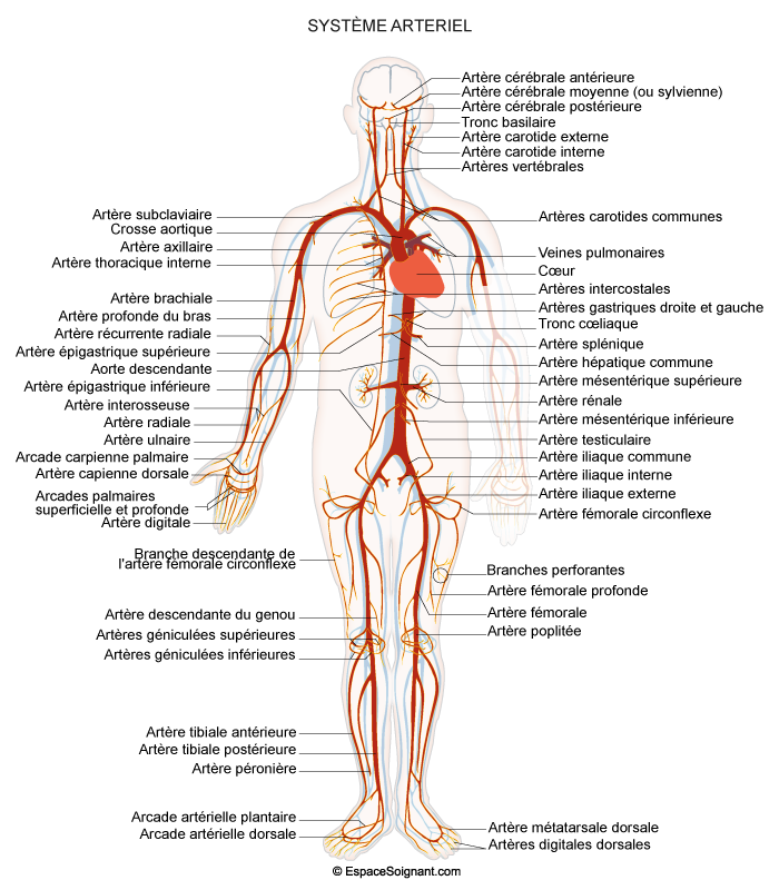 Système artériel