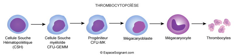 Thrombocytopoïèse