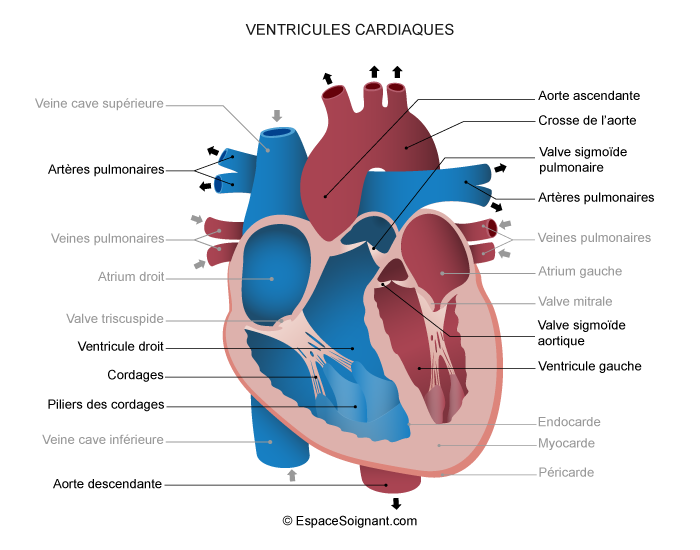 Ventricules cardiaques